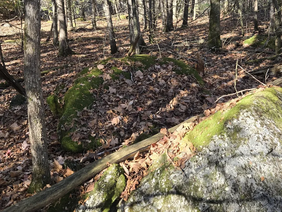A moss-covered boulder among cedars and fallen leaves