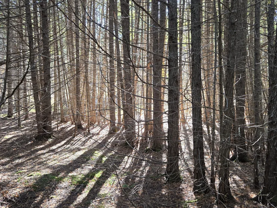 Sunlight filtering through a stand of pines